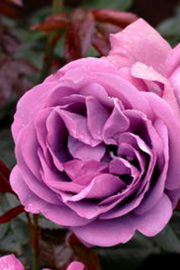 A rose by any other name