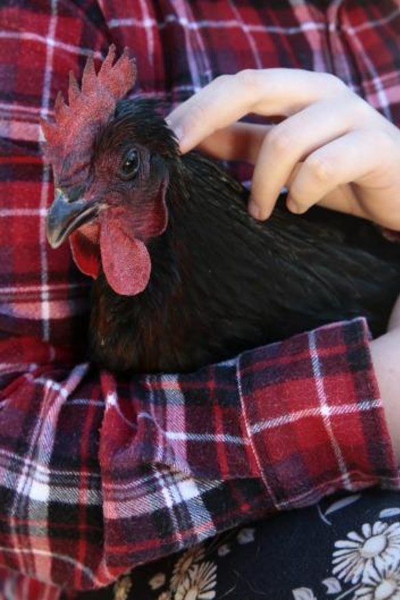 Iris is the Australorp-New Hampshire cross chicken.