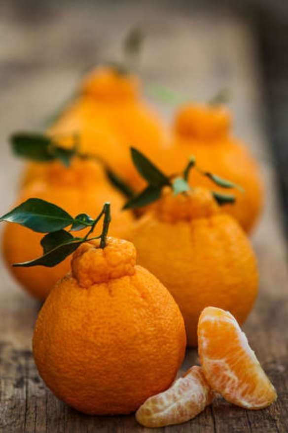 The Sumo Mandarin: An Orange and Mandarin hybrid.