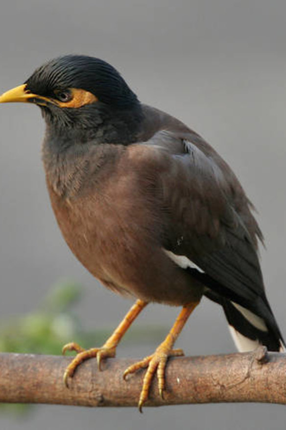 The common myna (<i>Acridotheres tristis</i>).