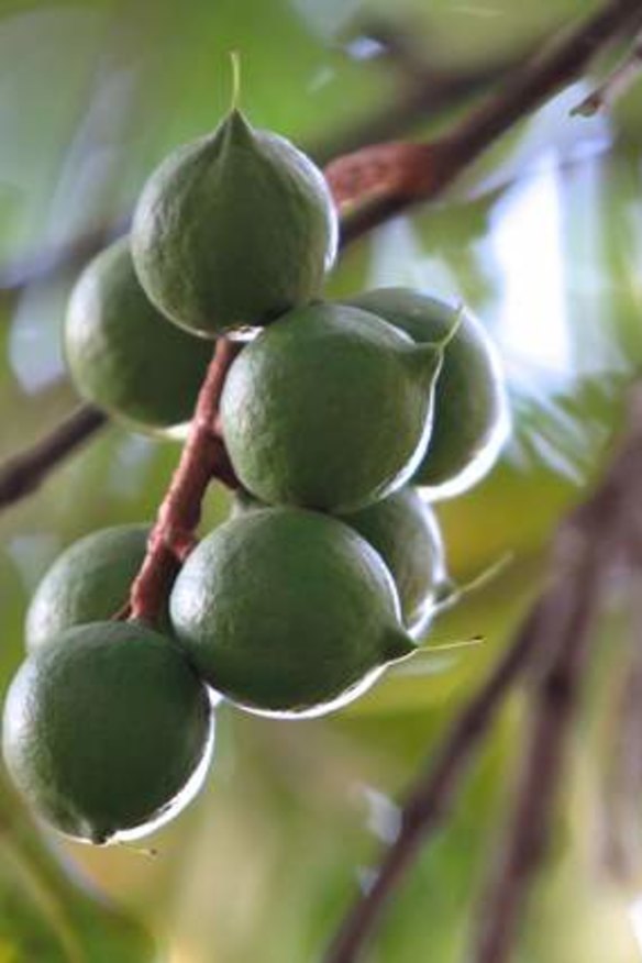 Source your macadamia nuts from the Northern Rivers and Nambucca.