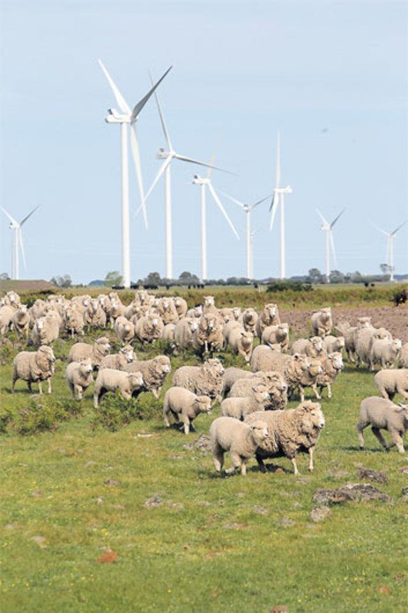 Forging a path: The $1 billion AGL Macarthur wind farm was unveiled this week.