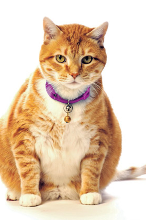 30% of Australian cats are overweight or obese.