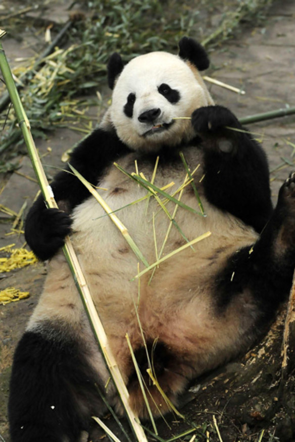 Giant panda Wang Wang kicks back at the Bifengxia Giant Panda Breeding Centre in south-west China before his tranfer to Australia.