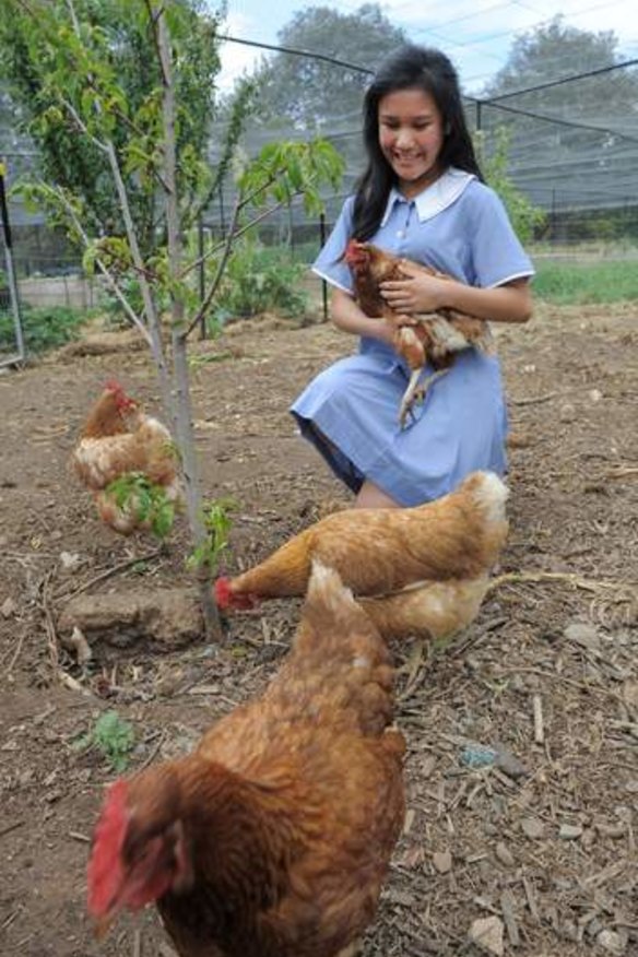 Free-rangers ... Student Amanda Huot holding a hyline hen in the mobile chicken yard which was built by the maintenance team at Merici.
