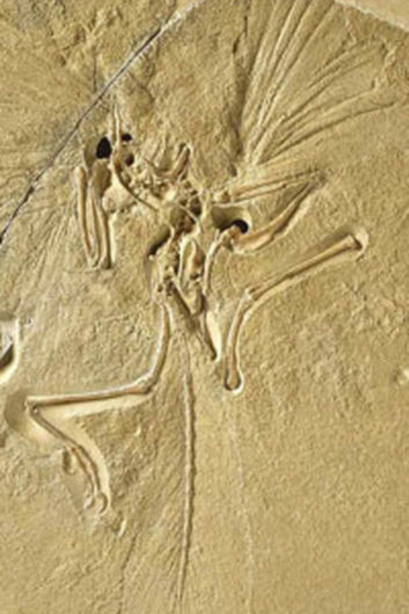 World's first bird? Scientists in a flap over fossil