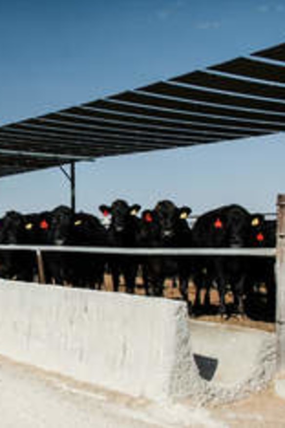 Cattle in a feedlot in central Victoria.