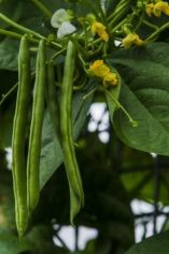 Michele Barson's climbing beans with flowers.