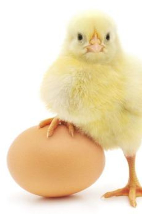 Chicken and the egg: which came first?