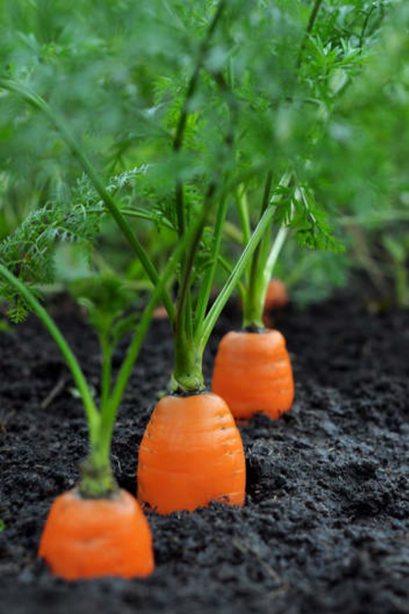 Baby carrots with vibrant greenery.
