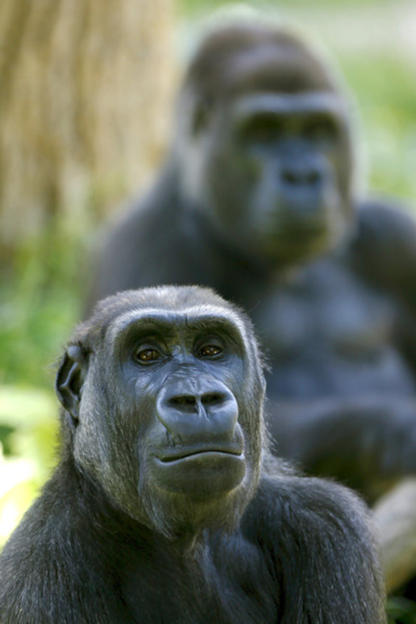 The old mobile you're about to throw away could help save the lives of endangered gorillas.