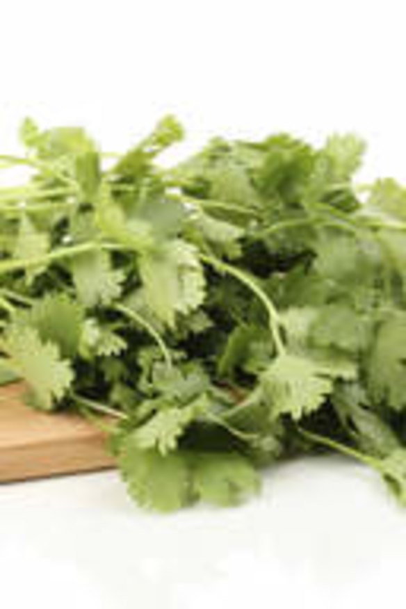 Coriander (or cilantro) has had appeal thousands of years.