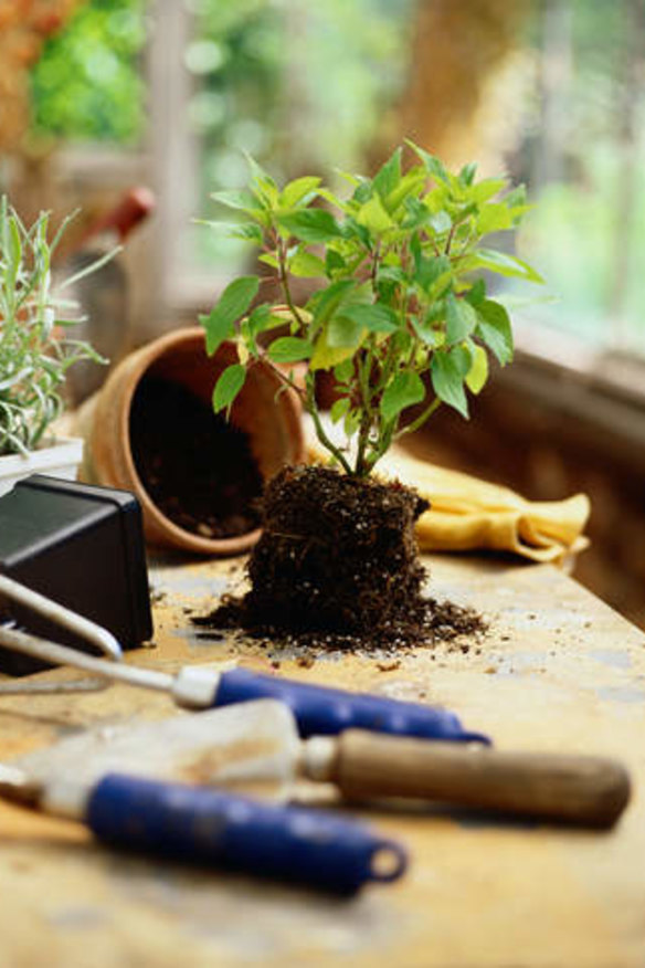 Pot plant first aid
