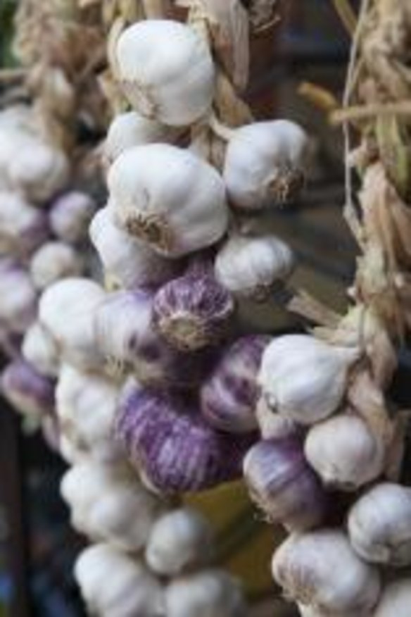 Maria Adams' garlic heads.