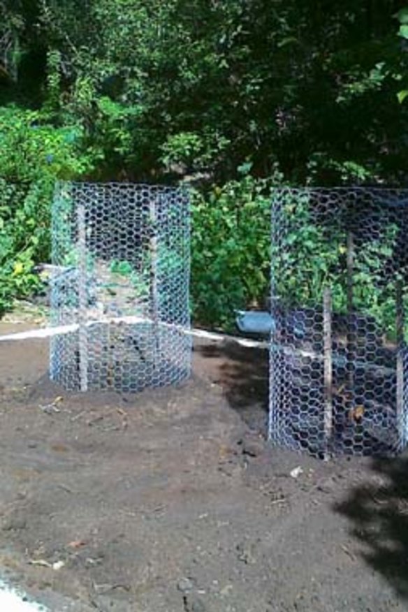 Pride of place ... Melanie Kilpatrick hopes these two hazel trees will one day produce truffles.