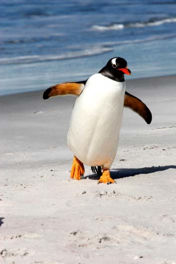 A gentoo penguin.