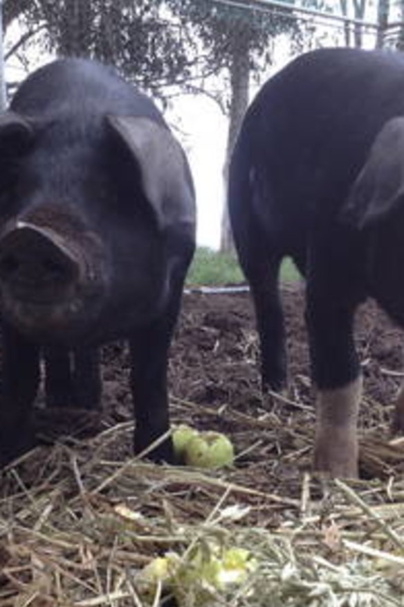 Bryan Martin's Wessex Saddleback pigs at three months old, getting too big to handle.