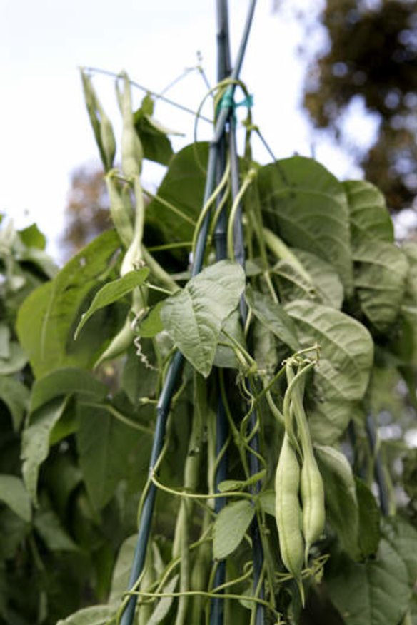 Beans ... Easy to plant and quick to mature.