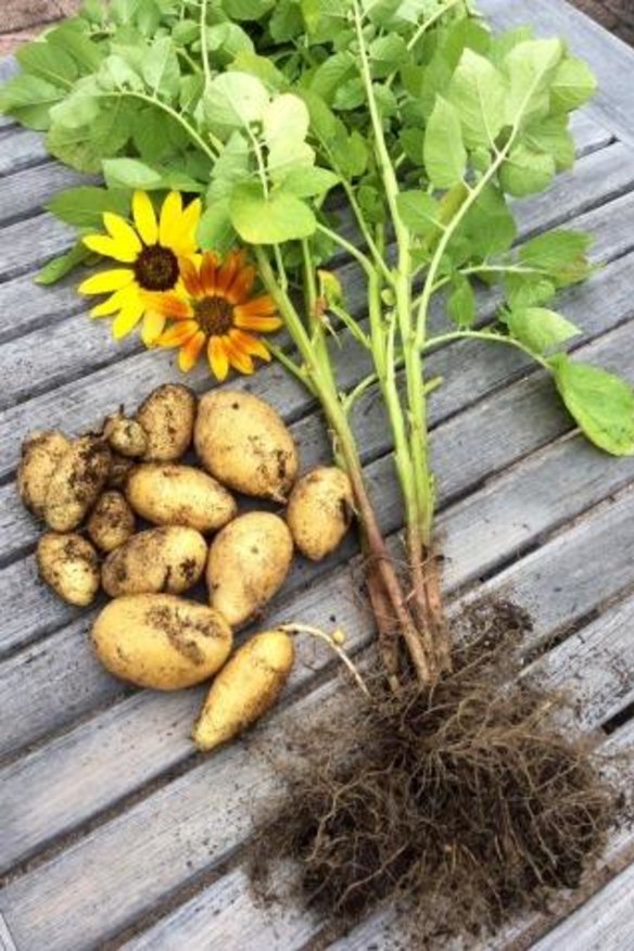 Susan Parsons' potatoes grown from single seed spud.