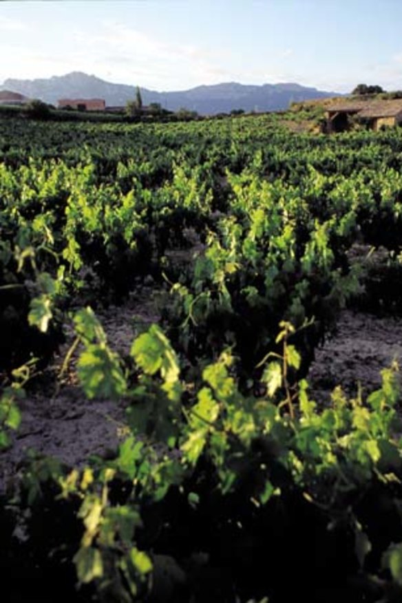 The hills are alive: Ancient Spanish vines.