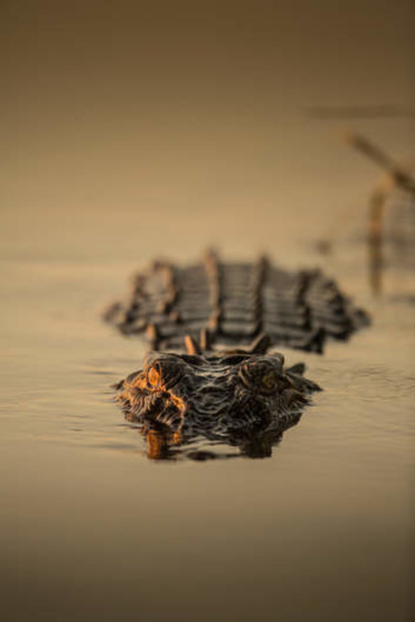 Snapped: A saltwater crocodile.