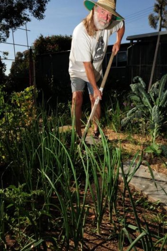 Hoe down: Peter O'Dea weeds his vegetable garden in Oaks Estate.