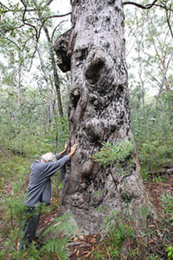 Protesters' bid to stop axing of sacred tree