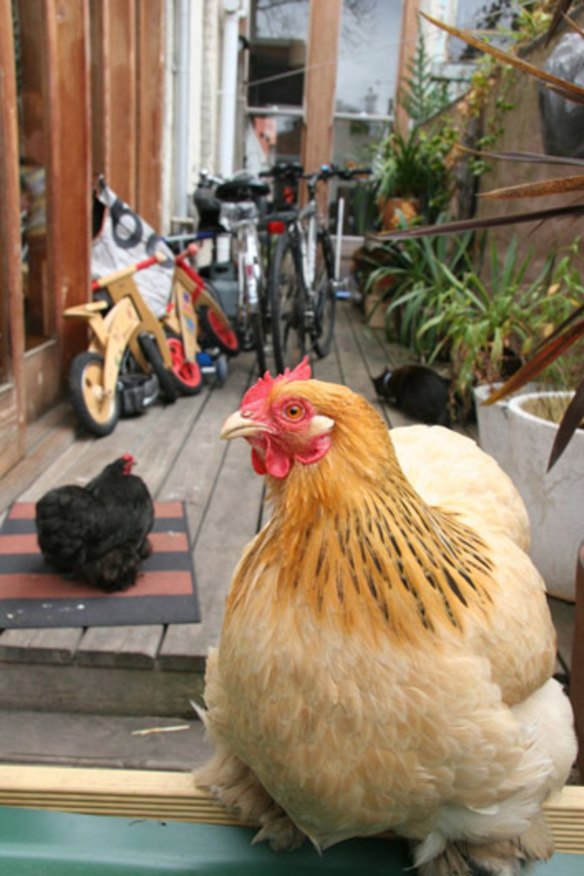 Chickens roam free, mixing with other family pets  in a suburban backyard.
