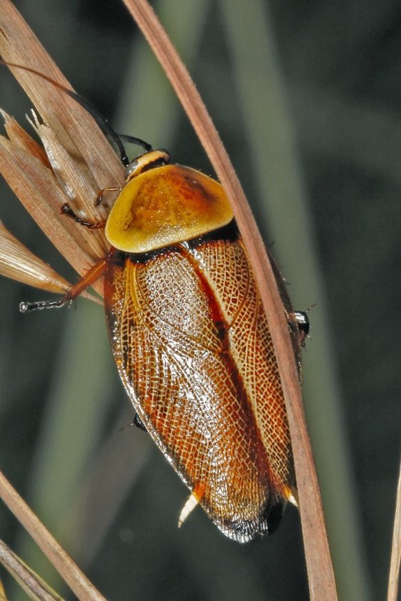 Scientist debunks many of the myths about cockroaches in new book