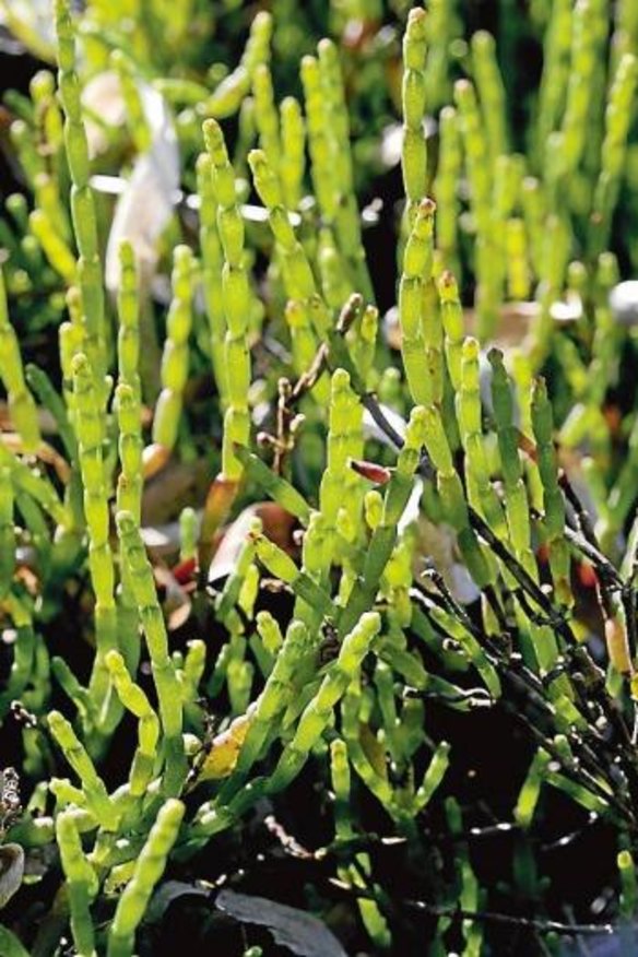 Samphire grows in coastal areas.