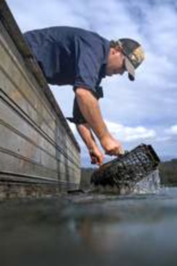 Farmer Ewan McAsh pulling out the oyster cages from the Clyde River.