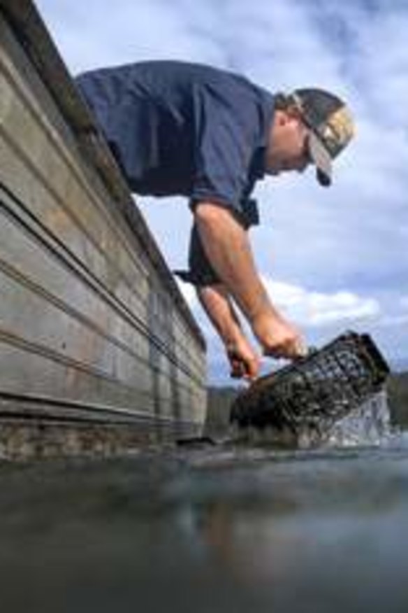 Farmer Ewan McAsh pulling out the oyster cages from the Clyde River.