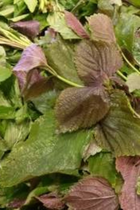 Perilla is related to basil and mint, with a more anise-like flavour.