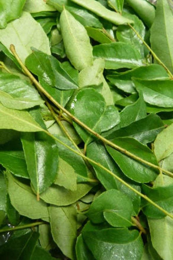 Curry leaves are an essential element of south Indian cooking.