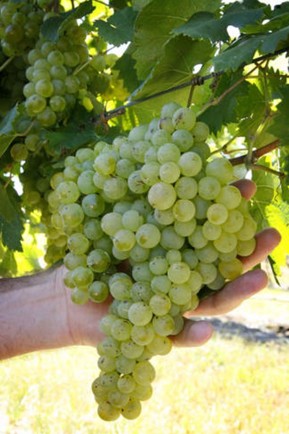 Vermentino grapes are native to Sicily.