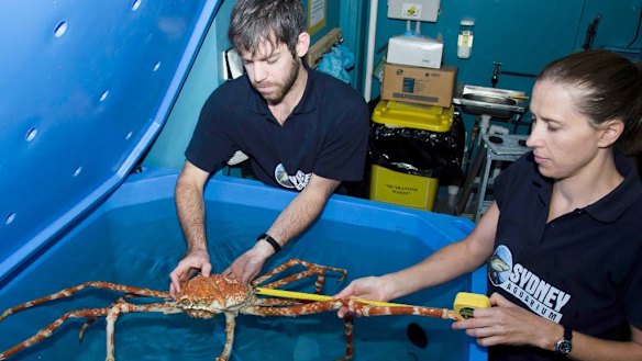 Crabzilla measures up for Claws show