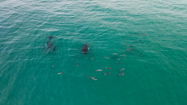 It was previously thought that dolphins harassed whales. A new study finds that in fact they often play together and the interaction is mutual.