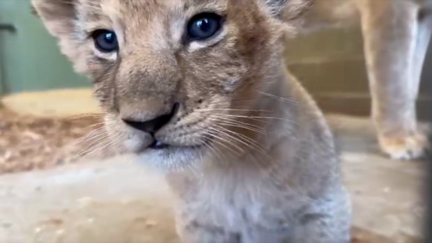 The African lion cubs were born to Mum Asali and Dad Sheru on Valentine's Day at Werribee Open Range Zoo.