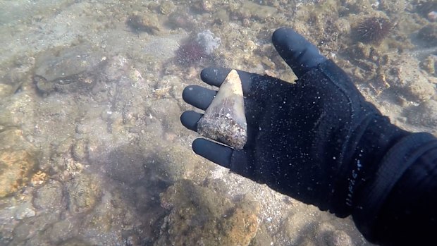 A diver finds a tooth in the Beaumaris area from a prehistoric giant white shark, Cosmopolitodus plicatilis.