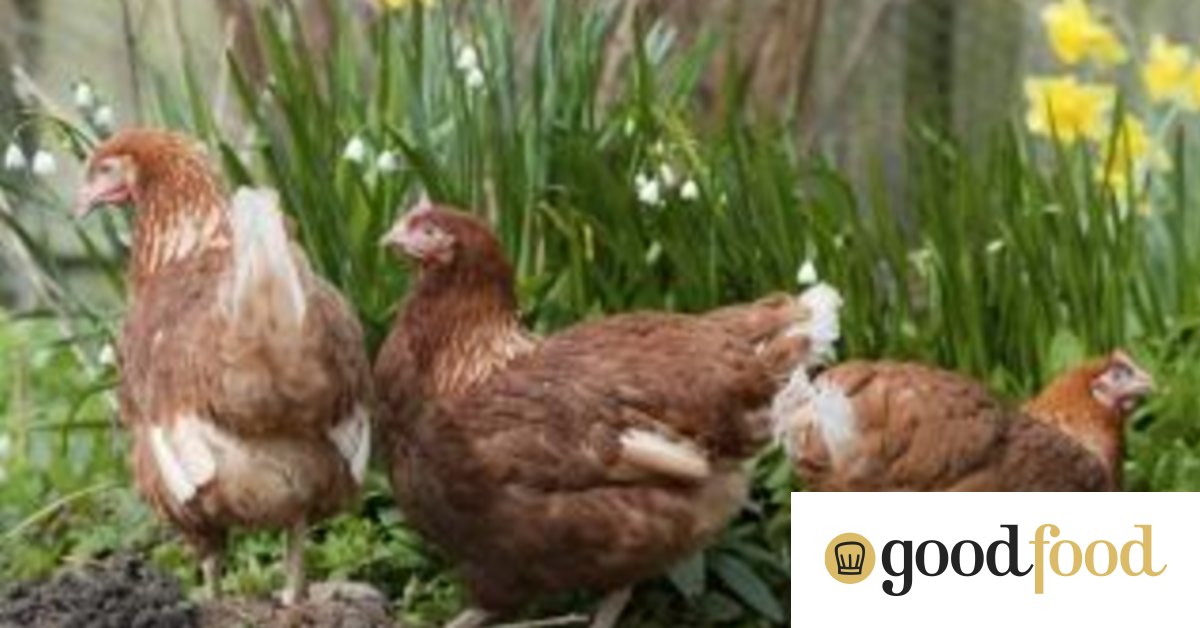 Best chickens for Canberra