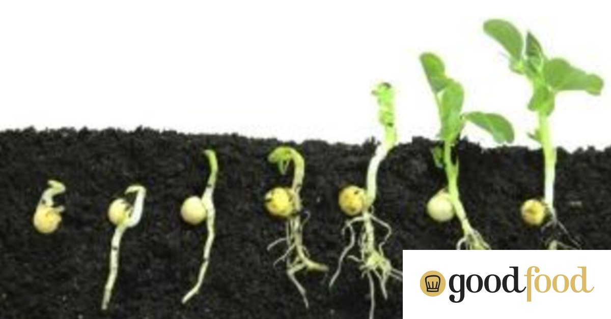 How to grow winter peas in Canberra
