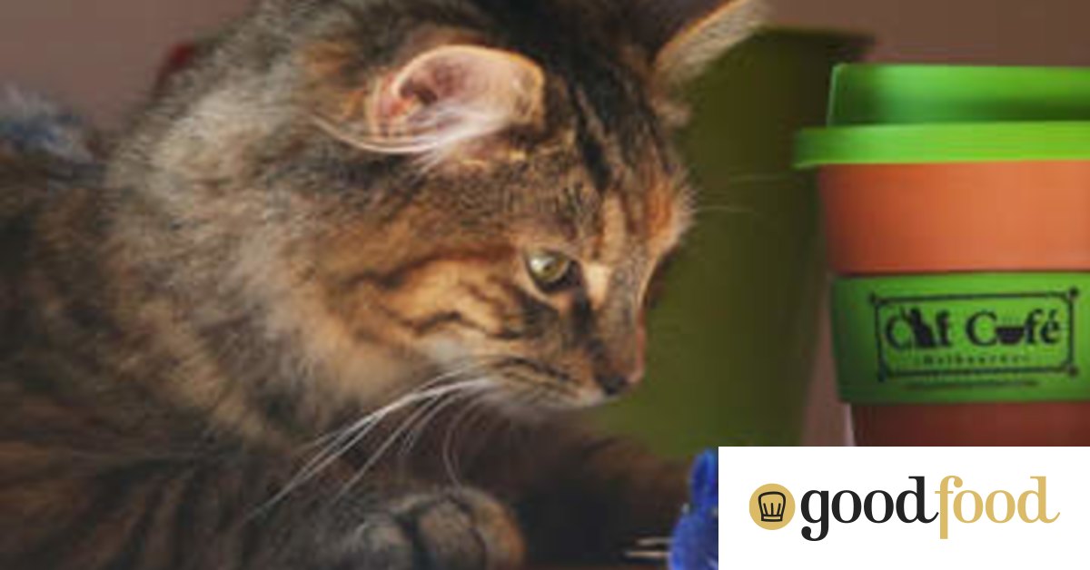 Australia's first cat cafe opens in Melbourne