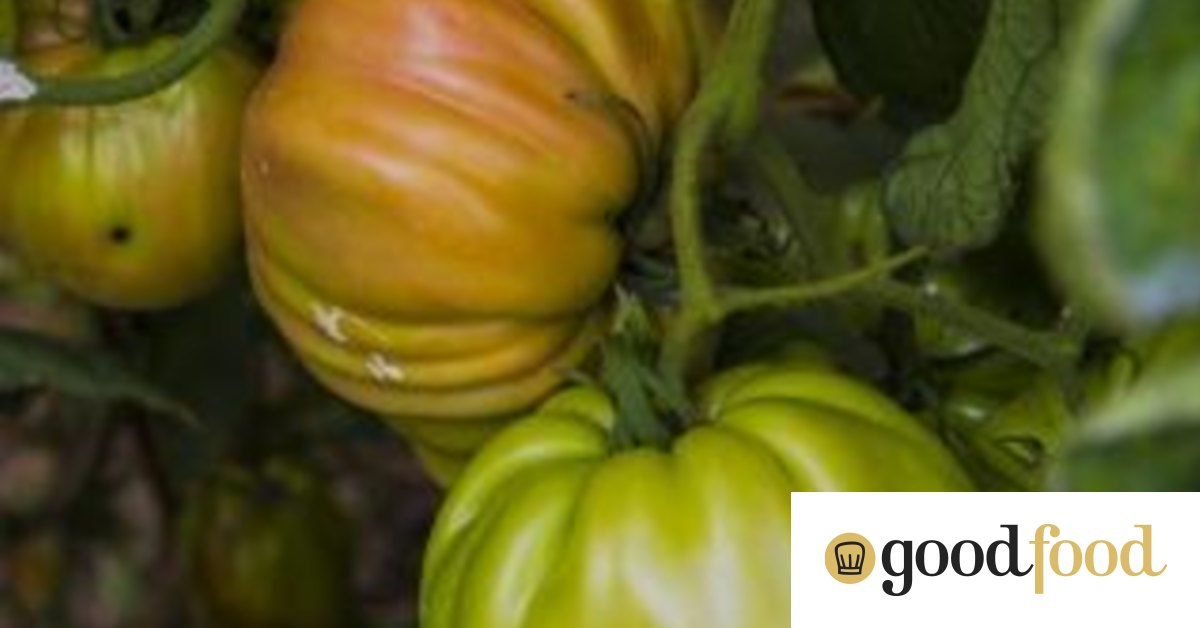 Susan Parsons How to grow a one kilogram tomato in Canberra