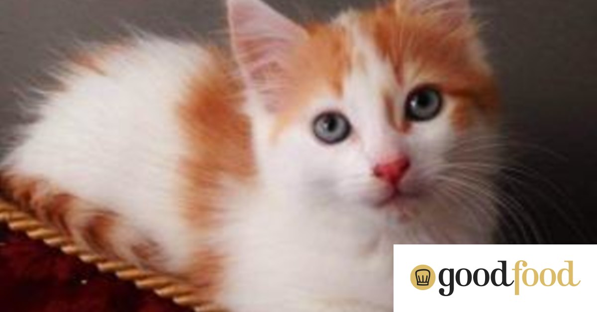 Have a cat with your coffee Brisbane cat cafe to open