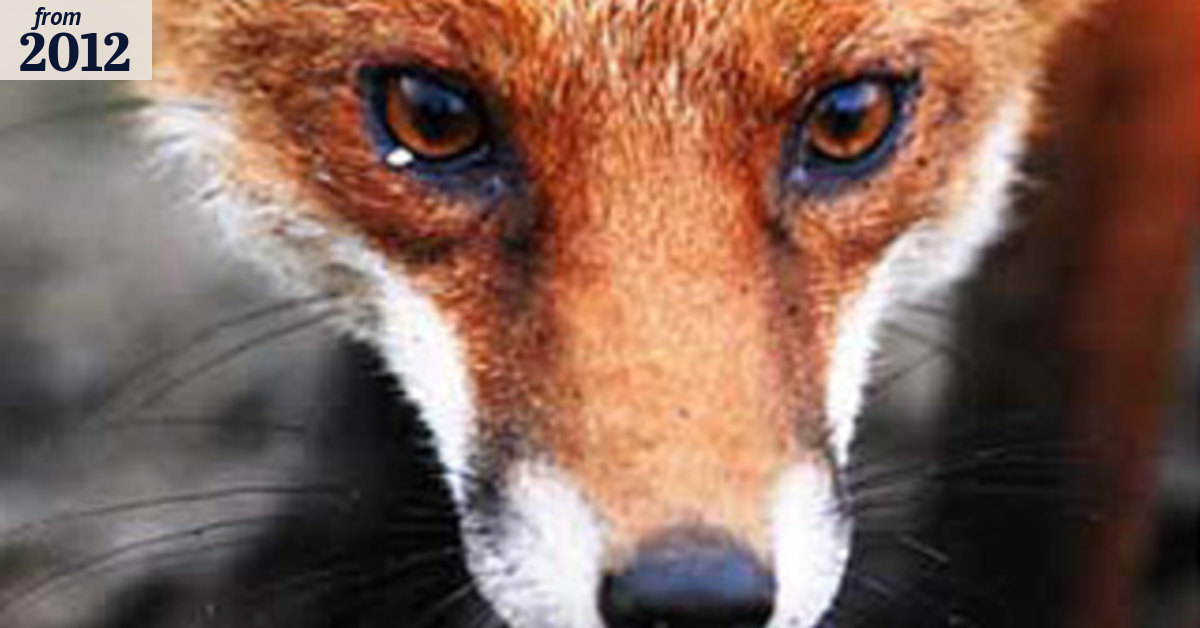 Brisbane's inner-city gets foxy