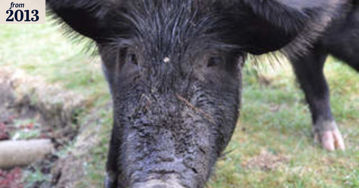 Boy gored by feral pig in north Queensland