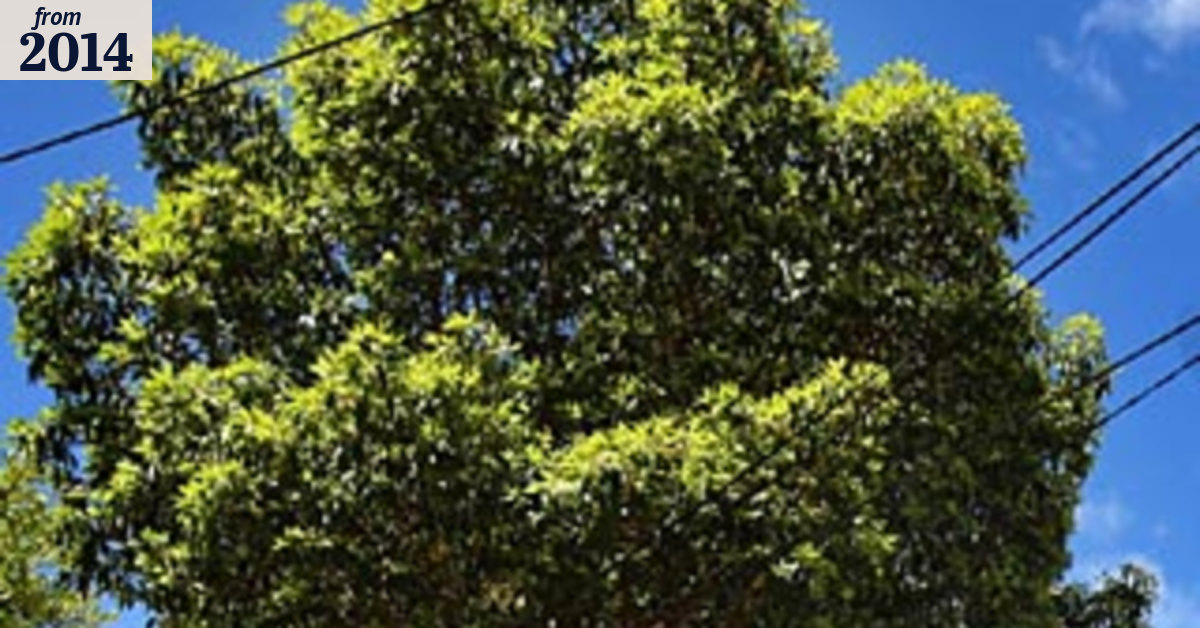 Brisbane tree pruning ban cut down