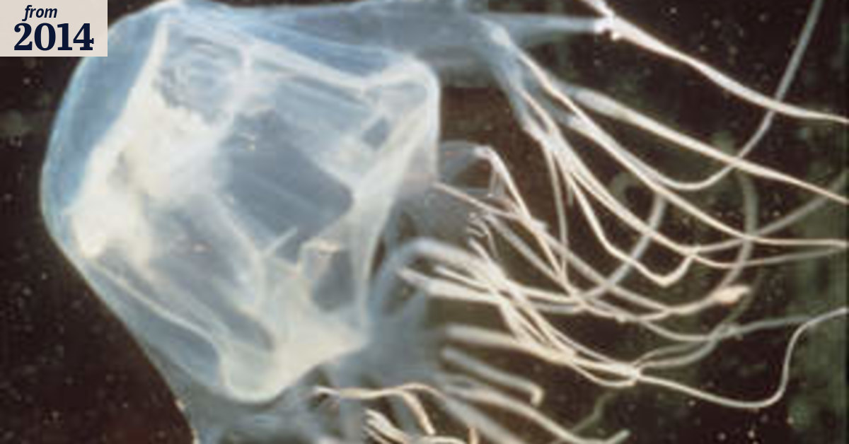 Vinegar still best for box jellyfish stings says top doctor