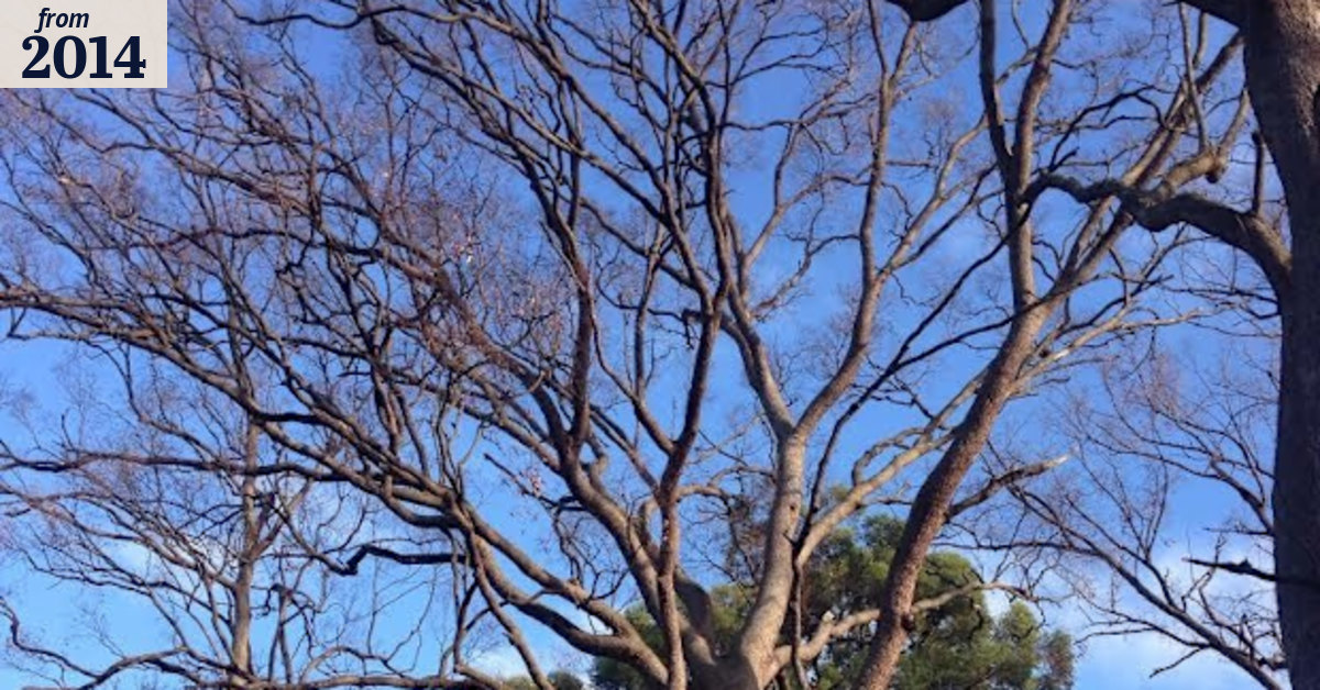 Homeowners suspected of killing trees to create multi-million dollar views