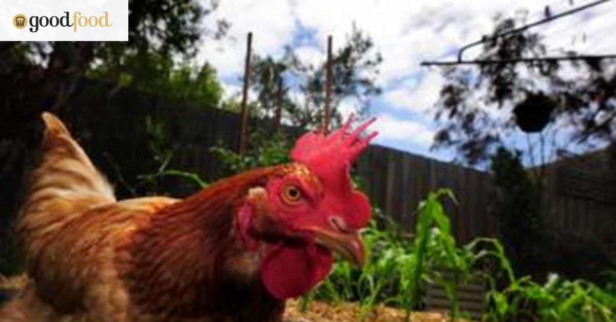 How to keep chooks in the ACT's burbs
